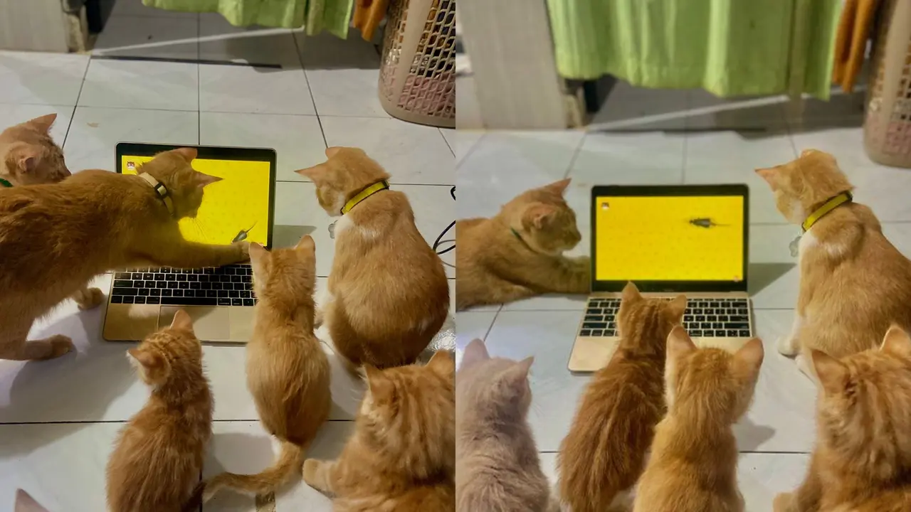Ilustrasi Kucing Nobar
