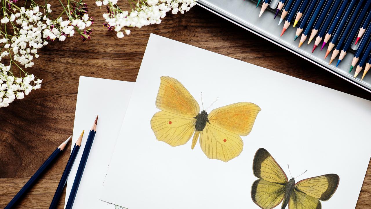Drawing a Butterfly