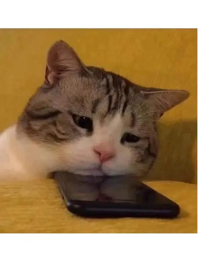 8 Potret Kucing saat Sedih Ini Justru Bikin Gemas
