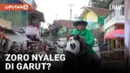 Unik! Caleg Garut Cosplay Jadi Zoro saat Kampanye