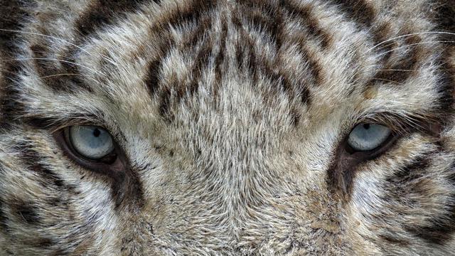 Tiger Years and Elements