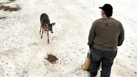 Beri makan rusa