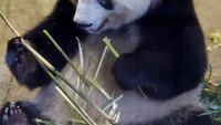 2 Panda Tersisa di Jepang Bakal Dipulangkan ke China, Prospek Peminjaman Kembali Suram