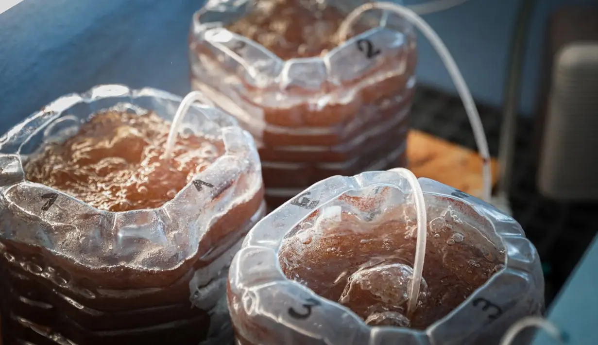 <p>Telur berbentuk oval hijau dan melekat pada kaki lobster betina. Mereka membutuhkan waktu untuk menetas sekitar 19-40 hari tergantung pada suhu air. (Lou BENOIST/AFP)</p>