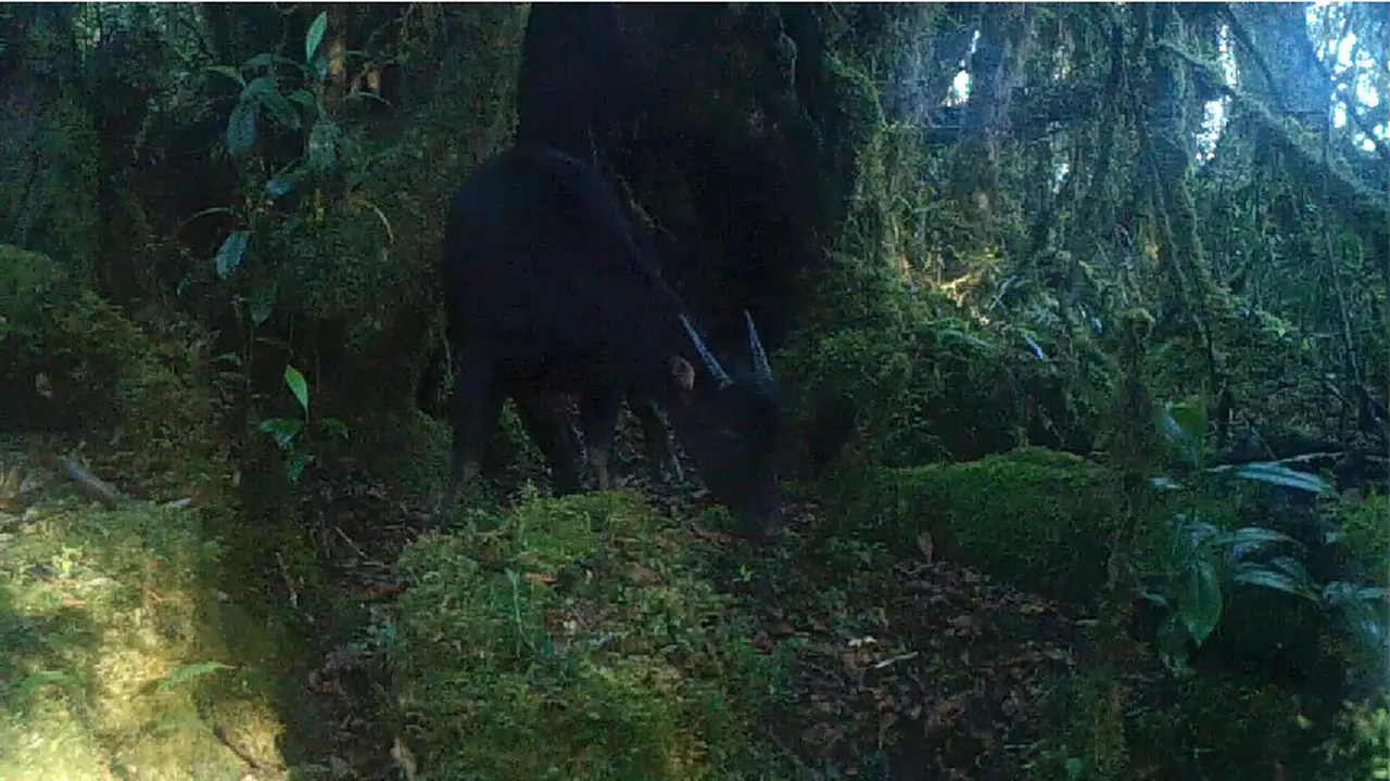 Anoa