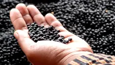 Walaupun memiliki warna yang terkesan menakutkan, enam makanan ini ternyata sangat lezat disantap dan memiliki kandungan gizi yang tinggi. Kira-kira apa saja makanan itu?