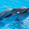 Lumba-lumba juga mamalia yang menikmati permainan bersama lumba-lumba lain atau hewan laut lainnya. (Copyright foto: Pexels.com/Hamid Elbaz)