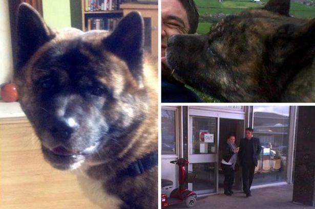 Anjing milik nenek Hammer yang disiksa Kevin sampai mati | Photo: Caopyright mirror.co.uk