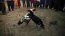 Anak-anak menonton pertandingan sabung ayam di pinggiran Islamabad, Pakistan, 15 Desember 2021. Pakistan terkenal memiliki jenis ayam petarung paling tua di dunia dengan kekuatan fisik dan mental bertarungnya. (AP Photo/Rahmat Gul)