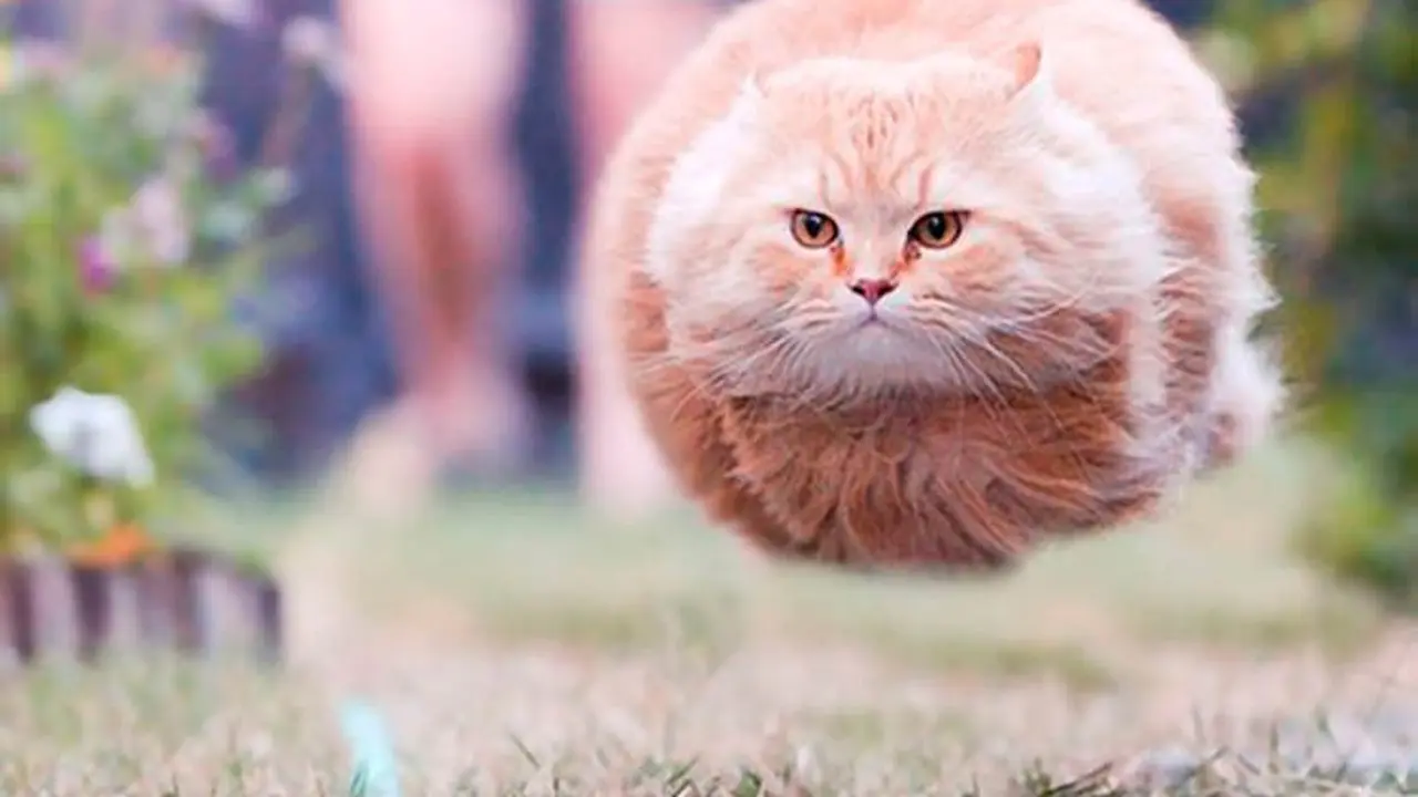 Foto kucing yang pas momennya
