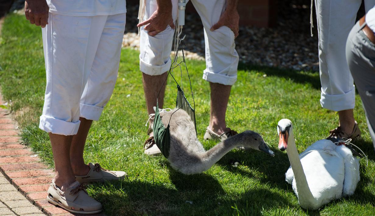 Petugas Penanda Angsa (Swan Marker) menimbang badan angsa selama kegiatan Sawn Upping di sepanjang Sungai Themes, Inggris, Senin (17/7). Tradisi sensus itu untuk memastikan kondisi kesehatan dan cedera yang mungkin dialami angsa. (CHRIS J RATCLIFFE / AFP)