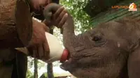 Bahaya! Keberadaan Gajah Sumatera di Riau Kritis