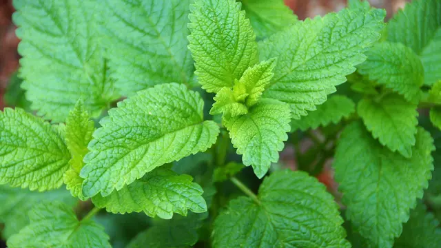 Lemon Balm