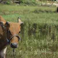 Bisma Karisma saat syuting film Silariang (Mengejar Cinta Abadi)