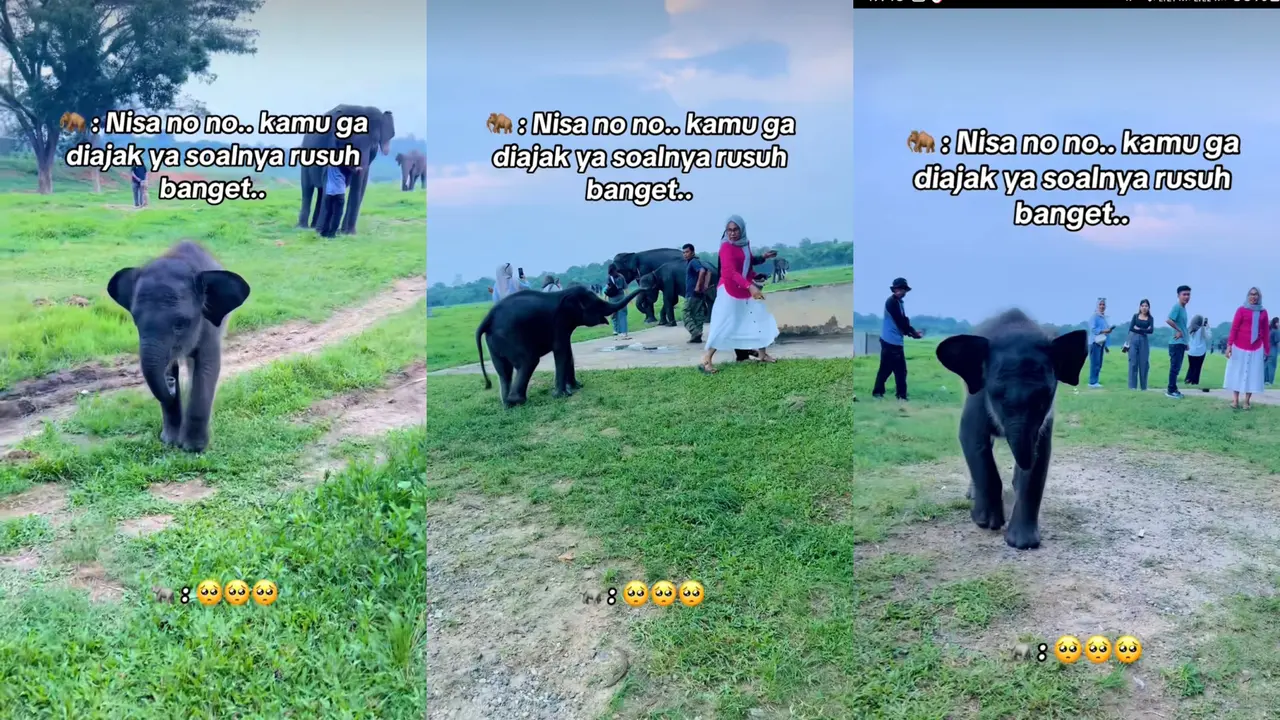 Nisa, atau lengkapnya Siti Annisa, adalah bayi gajah Sumatera berusia sekitar 16 bulan kini viral di media sosial. Foto : (Istimewa).