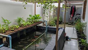 Model Halaman Belakang Rumah Kecil dengan Kolam Ikan Lele atau Nila untuk Konsumsi