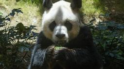 Panda raksasa China An An merayakan ulang tahunnya yang ke-29 di Ocean Park di Hong Kong pada 28 Juli 2015. An An menghuni Ocean Park sejak 1999. Dia merupakan hadiah dari Pemerintah China yang diberikan bersama seekor panda betina, Jia Jia. (AP Photo/Kin Cheung)