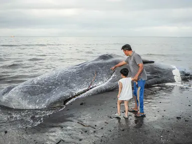 Warga mengajak anaknya melihat bangkai paus sperma yang terdampar, sementara petugas konservasi masih menyelidiki penyebab kematiannya, menjelang rencana penguburan di salah satu tempat di pantai Banjar Anyar Sari, Desa Nusasari, Kecamatan Melaya, Jembrana, Bali, pada Rabu 6 Mei 2026. Seekor ikan paus sperma dengan panjang sekitar lima belas meter terdampar dalam keadaan mati. (Lana Priatna/AFP)