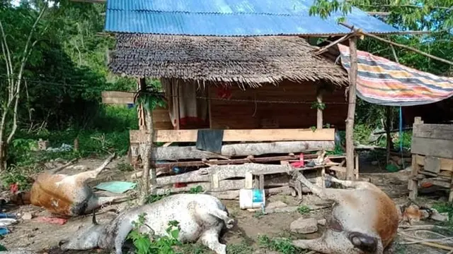 Ternak Mati Mendadak
