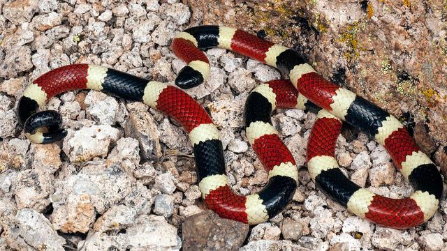 Arizona Coral Snake