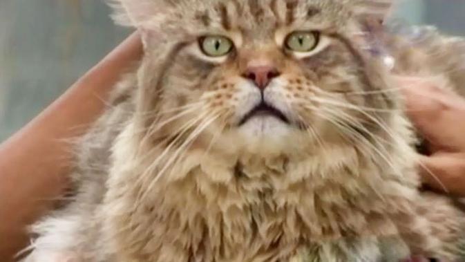 Peternakan Kucing Aneka Rupa Di Bekasi Tv Liputan6 Com