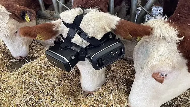 Kacamata Virtual Pada Sapi