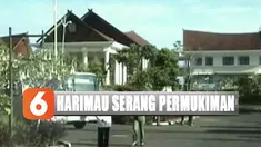 Dua warga terluka setelah mengalami luka robek di bagian badan dan leher. Diduga, harimau ini berasal dari hutan lindung yang ada di kawasan Tebat Benawe, Kecamatan Dempo.