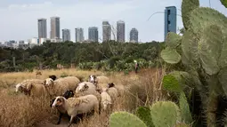 Suasana saat sekelompok kecil domba merumput di sebuah ladang yang berada di antara gedung pencakar langit Tel Aviv, Israel, Senin (28/5). (AP Photo/Oded Balilty)