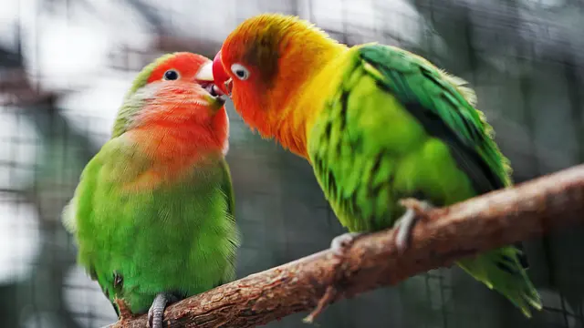 Ilustrasi burung.