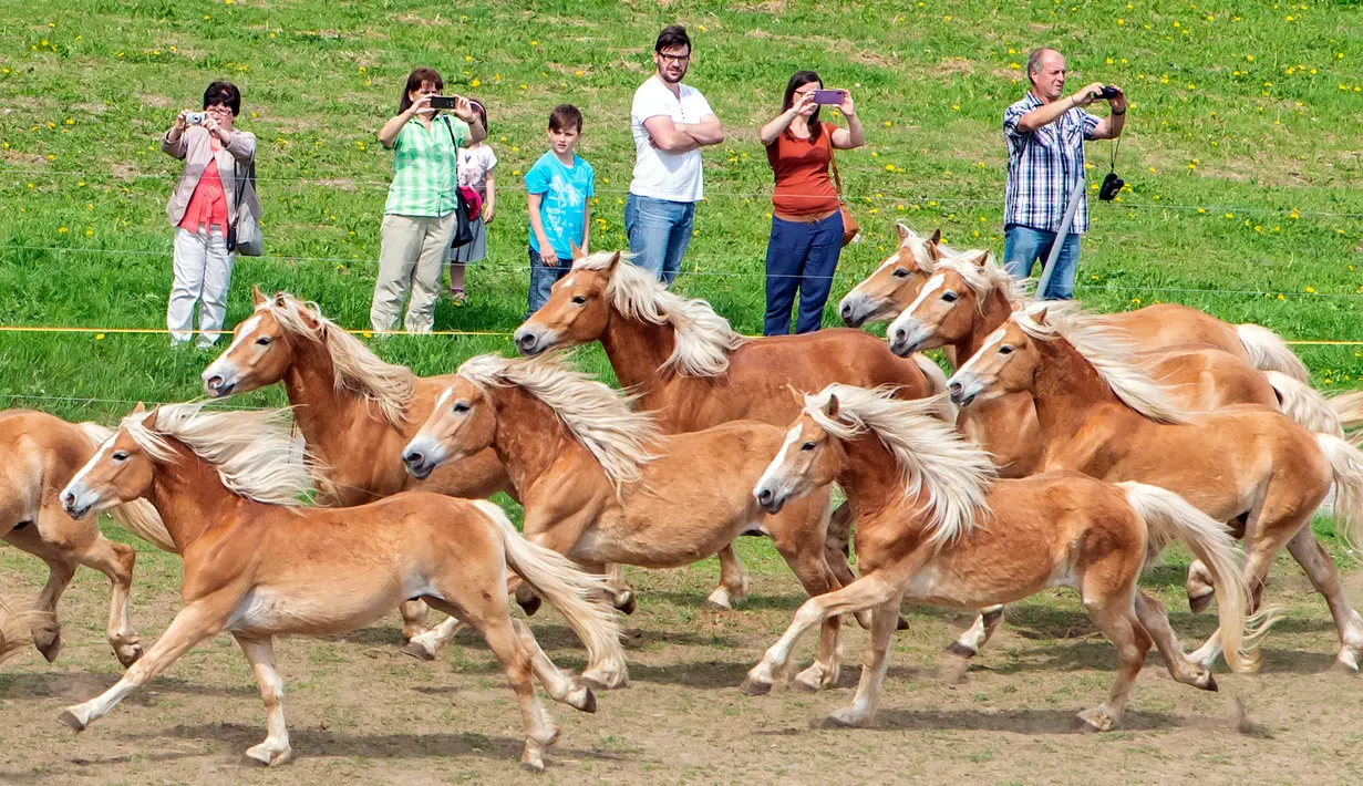 Penonton mengambil gambar saat iring-iringan kuda melintas untuk menuju peternakan pejantan Haflinger di Meura, Jerman (29/4). (AP Photo / Jens Meyer)
