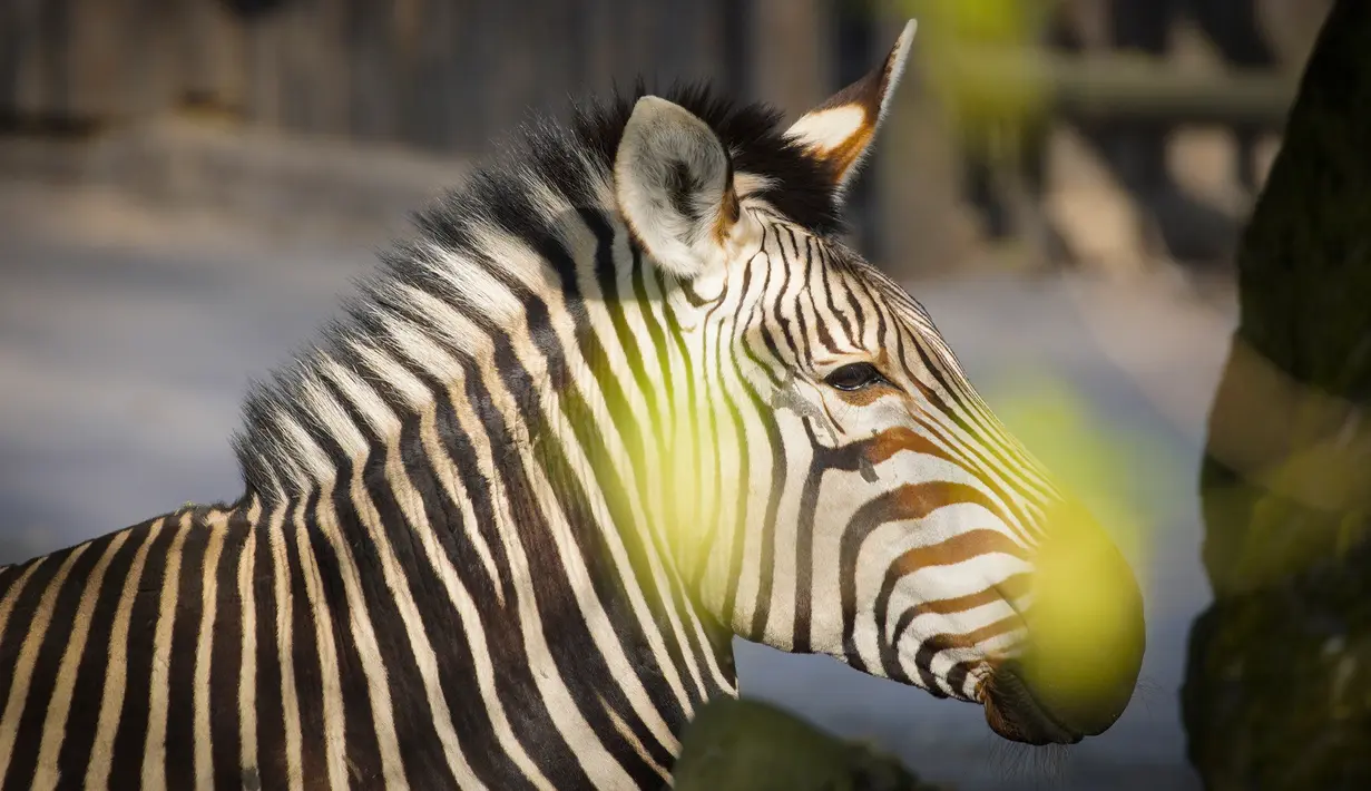 Seekor zebra terlihat di Kebun Binatang Warsawa di Warsawa, Polandia (16/4/2020). Kebun binatang tersebut berada di bawah tekanan keuangan setelah pemerintah memutuskan untuk menutup semua tempat hiburan, restoran dan tempat umum lainnya guna mengendalikan penyebaran coronavirus. (Xinhua/Jaap Arrien