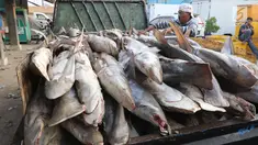 Pekerja tengah menurunkan ikan hiu di Muara Angke, Jakarta, Kamis (7/6). Data Kementerian Kelautan dan Perikanan (KKP) menunjukkan selama 15 tahun terakhir terjadi penurunan populasi ikan hiu hingga 28 persen di Indonesia. (Liputan6.com/Angga Yuniar)