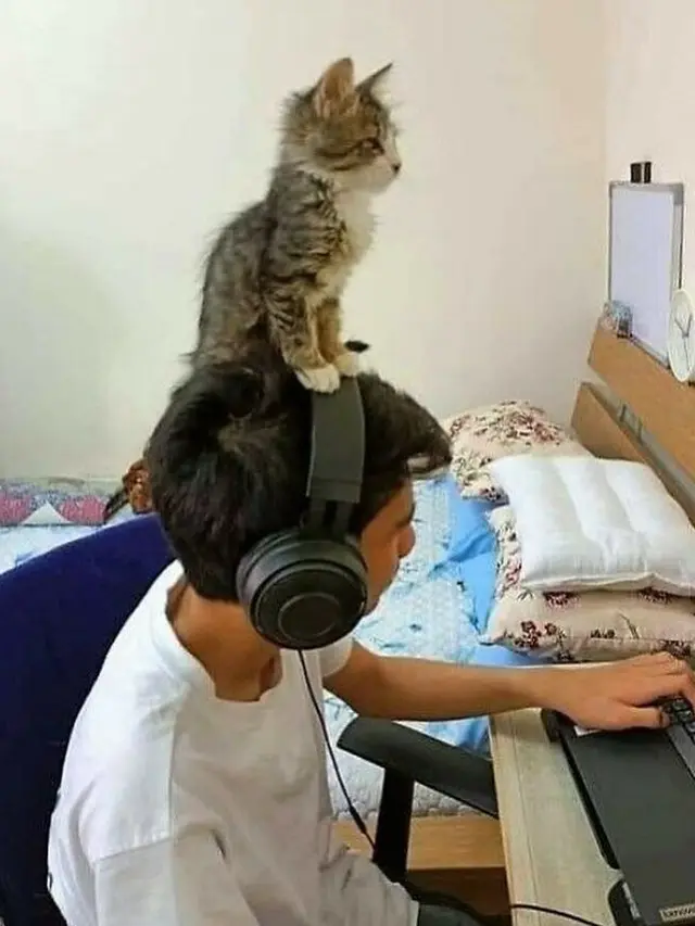 8 Potret Tingkah Kucing saat Gabut Ini Bikin Tepuk Jidat