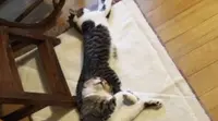 Hari Kucing Sedunia, Begini 6 Potret Kucing Saat Betingkah Konyol - imgur