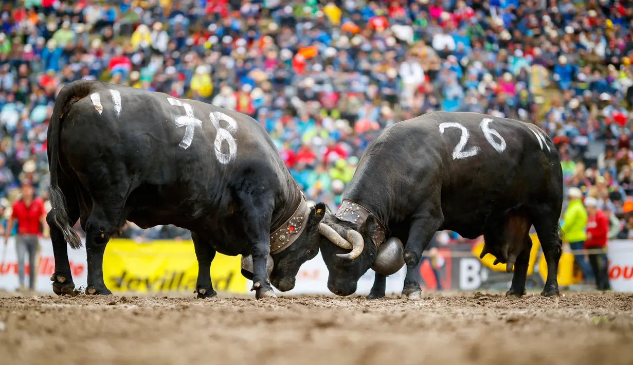 Dua ekor sapi Herens saling mengunci tanduk mereka saat bertanding pada babak kualifikasi finale nationale de la race d'Herens di Aproz, Swiss, Minggu (5/5/2019). Acara ini digelar setiap tahun. (Valentin Flauraud/Keystone via AP)