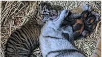 Salah satu bayi harimau Sumatra yang lahir di Kebun Binatang San Diego. (dok. SAN DIEGO ZOO WILDLIFE ALLIANCE via People)