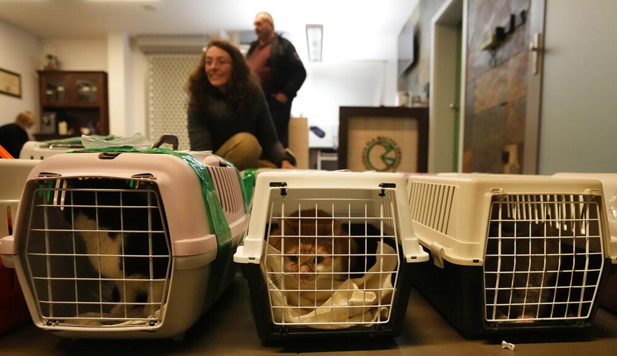 Dokter dan relawan merawat anjing dan kucing yang tiba dari Ukraina di Przemysl, Polandia, Selasa (8/3/2022). ADA Foundation memberikan perlindungan bagi hewan terlantar seperti kucing, anjing, kambing, bahkan beruang. (AP Photo/Czarek Sokolowski)