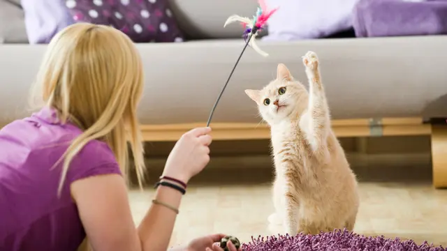 Kucing Bermain