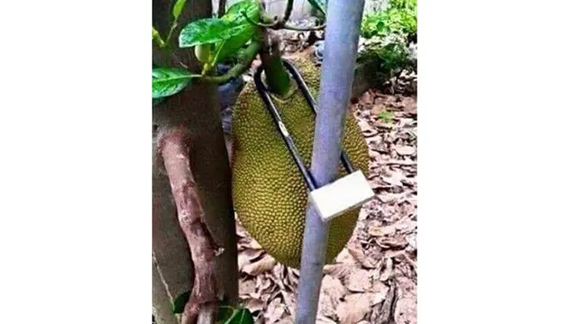 6 Kelakuan Kocak Kunci Barang Pakai Gembok Ini Bikin Ketawa