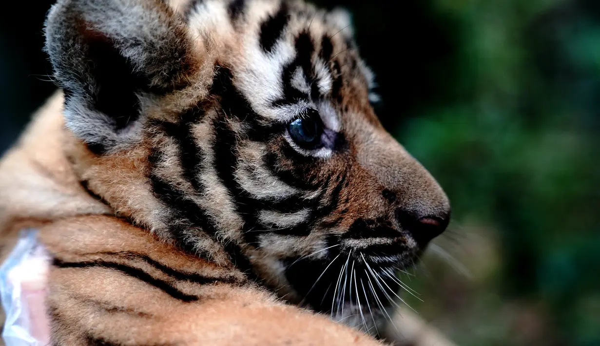 Seekor anak harimau China Selatan terlihat di Kebun Binatang Shanghai di Shanghai, China timur (28/8/2020). Kebun Binatang Shanghai meluncurkan kampanye publik untuk memberikan nama kepada keempat anak harimau betina yang lahir pada 4 Juli 2020 tersebut. (Xinhua/Zhang Jiansong)