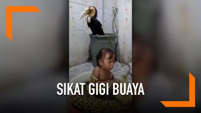 VIDEO: Viral, Bocah Mandikan dan Sikat Gigi Buaya
