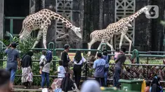 Wisatawan saat mengamati jerapah di Taman Margasatwa Ragunan, Jakarta, Jumat (14/5/2021). Pemprov DKI Jakarta pada libur Lebaran 2021 membuka sejumlah tempat wisata, salah satunya Taman Margasatwa Ragunan. (merdeka.com/Iqbal S. Nugroho)