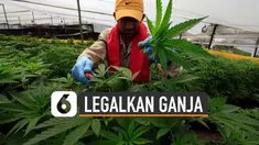 Sejumlah negara melegalkan ganja untuk kepentingan kesehatan. Kanada melegalkannya sejak 2018 untuk tujuan medis dan rekreasional.