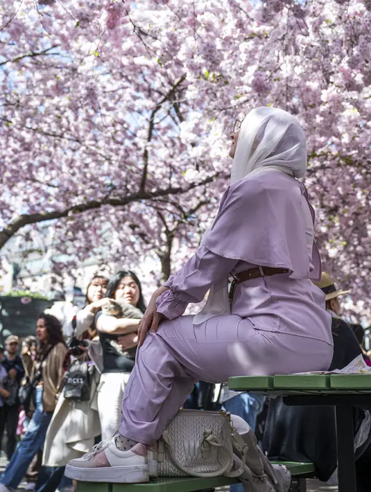 Seorang perempuan melihat bunga sakura bermekaran di taman Kungstradgarden di Stockholm, Swedia, Rabu (1/5/2024). (Jonathan NACKSTRAND / AFP)