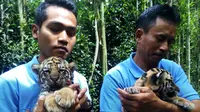 Kedua bayi harimau Benggala dengan bulu putih dan kuning tersebut lahir dari pasangan Sharuk Khan dan Cilla yang saat ini berusia 15 dan sembilan tahun. (Liputan6.com/Huyogo Simbolon)
