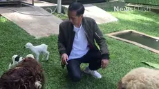 ukan hanya kodok dan burung yang dipelihara Presiden Joko Widodo. Ternyata, beliau juga memelihara kambing. Hal itu diketahui ketika dirinya mengunggah video blog (vlog) berjudul “Kelahiran Dua Anak Kambing" di halaman Facebook miliknya,