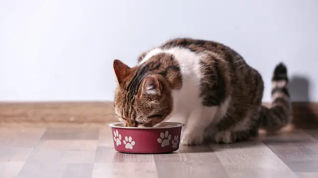 Ilustrasi Kucing/Shutterstock.