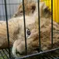 Anak singa Afrika yang disita Polda Riau dari jaringan perdagangan satwa dilindungi. (Liputan6.com/M Syukur)