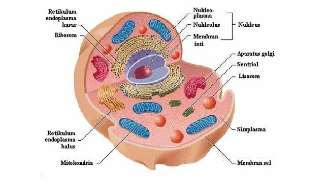 Berikut adalah organel sel yang hanya ditemukan pada sel tumbuhan adalah
