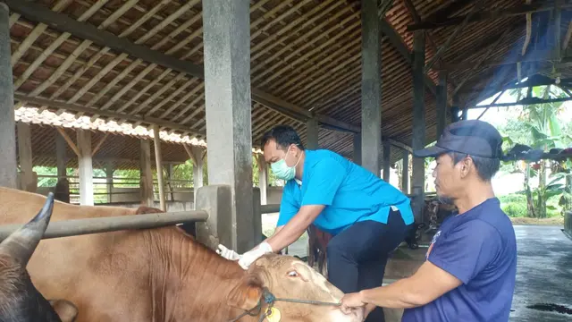 Petugas kesehatan hewan DKP3 Kota Depok melakukan pemeriksaan terhadap hewan ternak untuk mencegah PMK. (Liputan6.com/Dicky Agung Prihanto)
